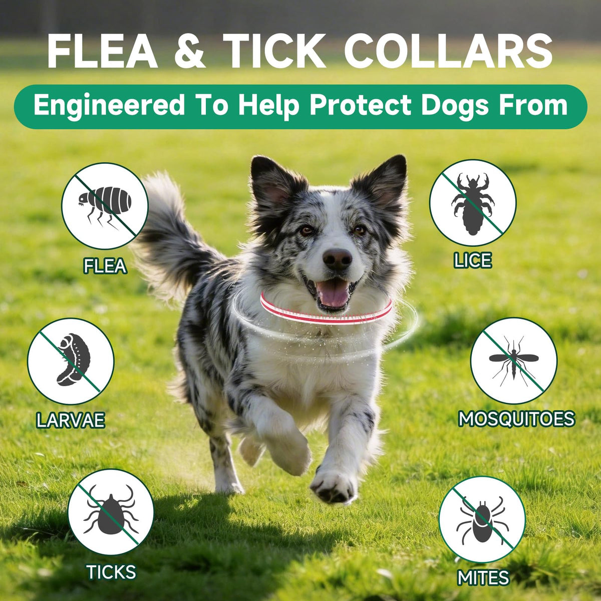 4 Pack Flea and Tick Collar for Dogs D72769